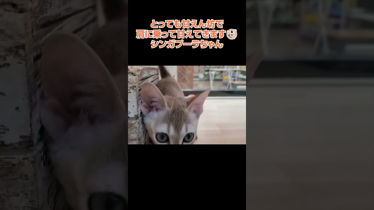 甘えん坊で肩に乗って甘えてきます🥰シンガプーラちゃん😺【横浜ペットショップ ベルドック】#shorts #猫動画 #猫のいる暮らし #シンガプーラ