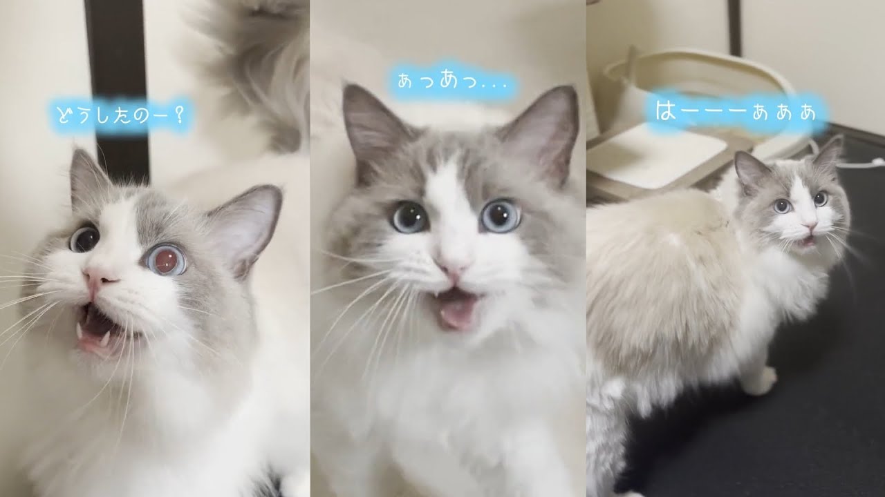 鳴き声が可愛すぎるラグドール猫の大人気shortsまとめ⑤