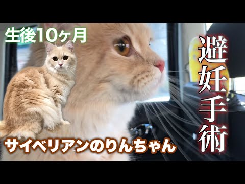 【サイベリアン10ヶ月】りんちゃん避妊手術がんばったよ。