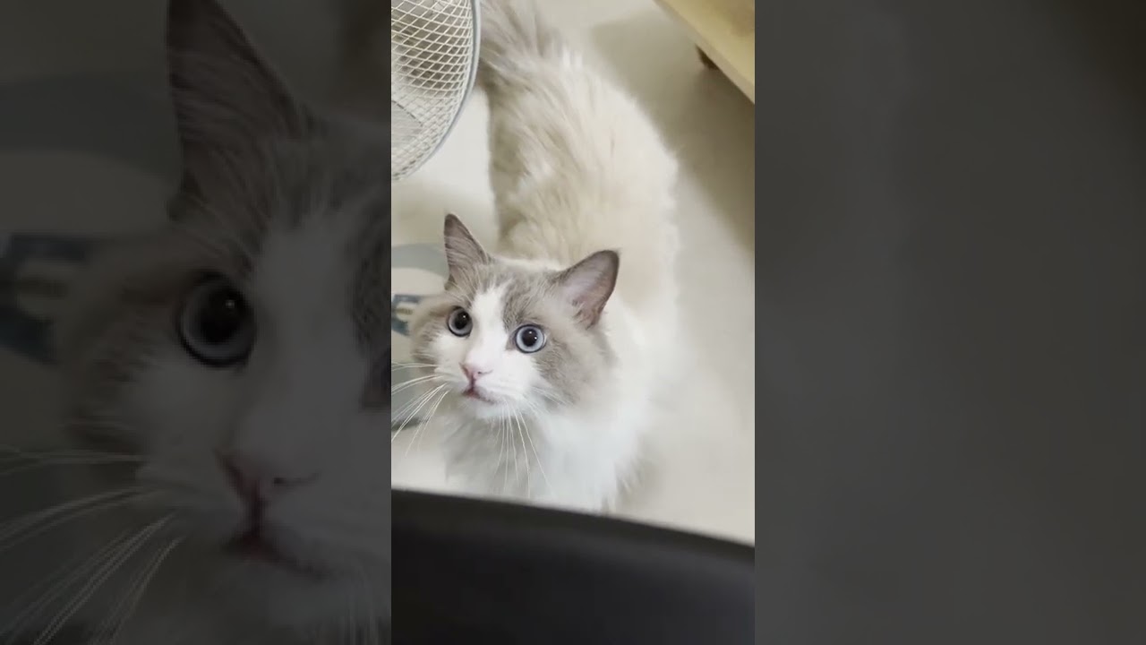 振り返ると鳴きながら近づいてくる猫【ラグドール】【かわいい】