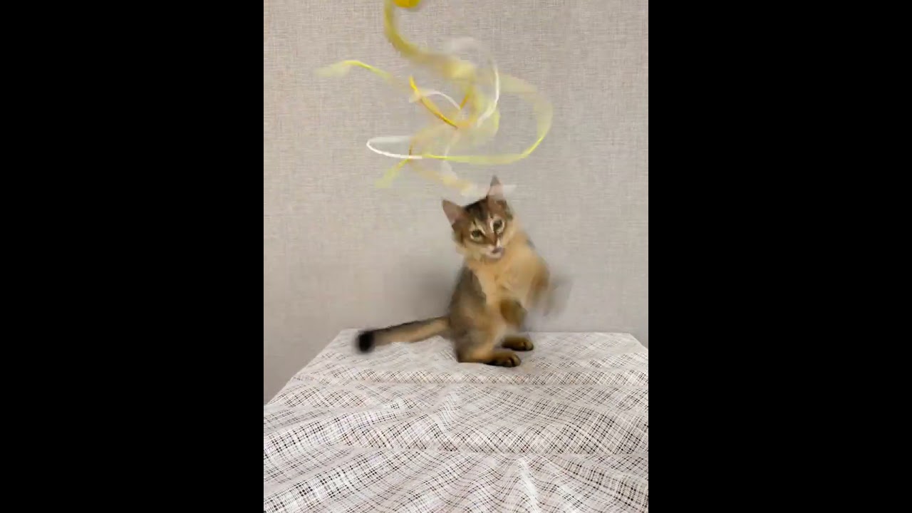 ソマリ 可愛い男の子！