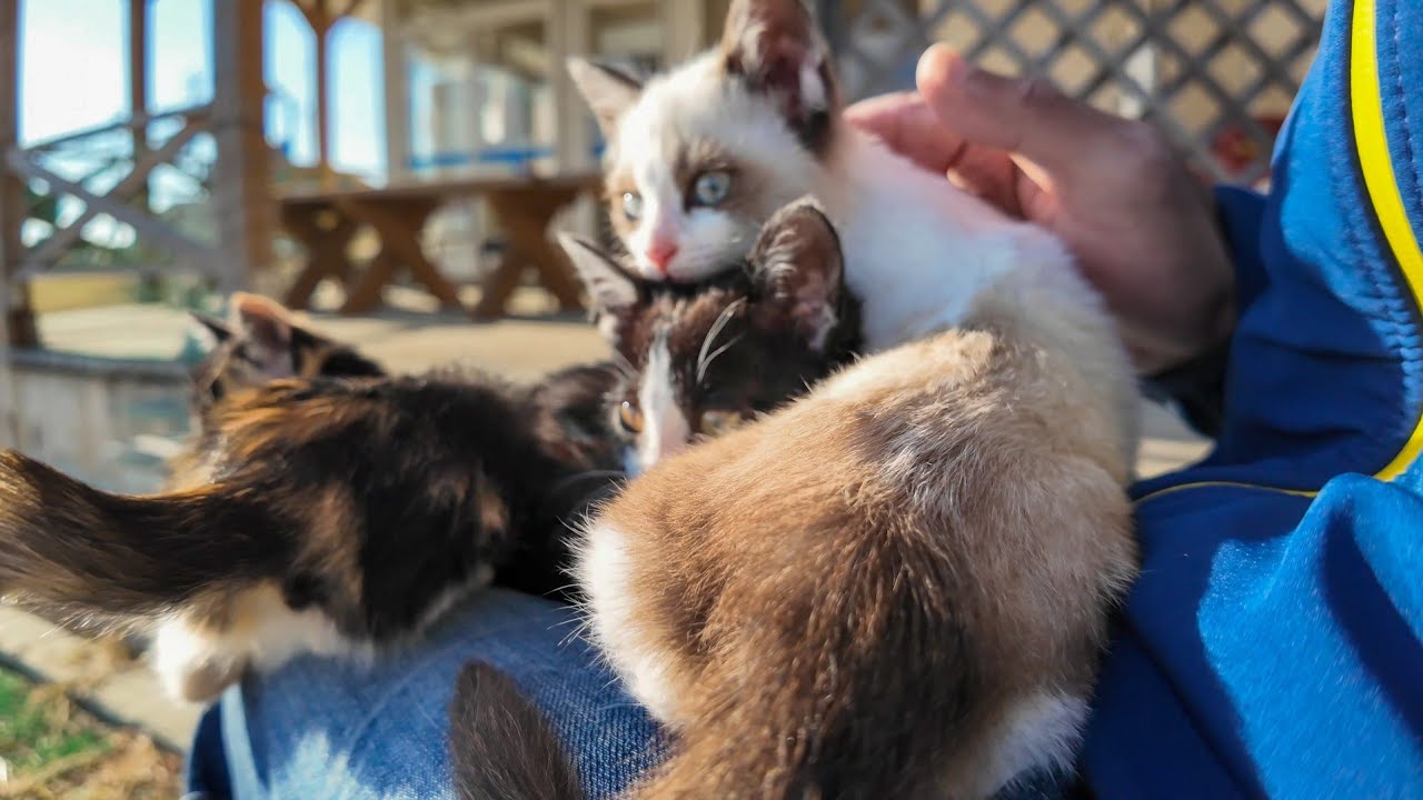 三毛猫ママと子猫達、座ると膝の上に乗ってきてカワイイ