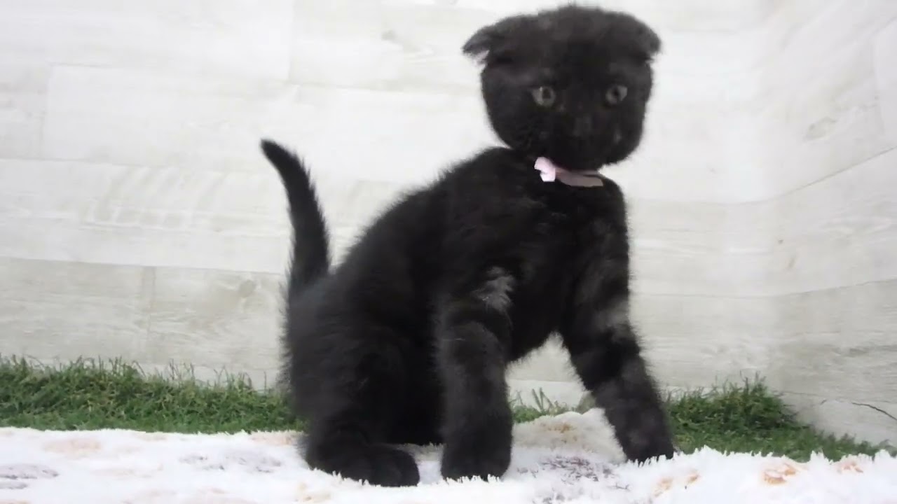 Coo&RIKU　No00657514 スコティッシュフォールド