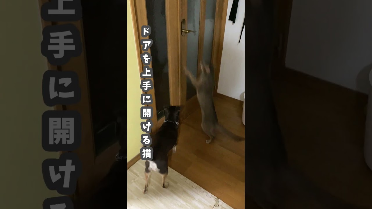(アビ) ドアを上手に開ける猫  #abyssinian #アビシニアン #猫ドアを開ける
