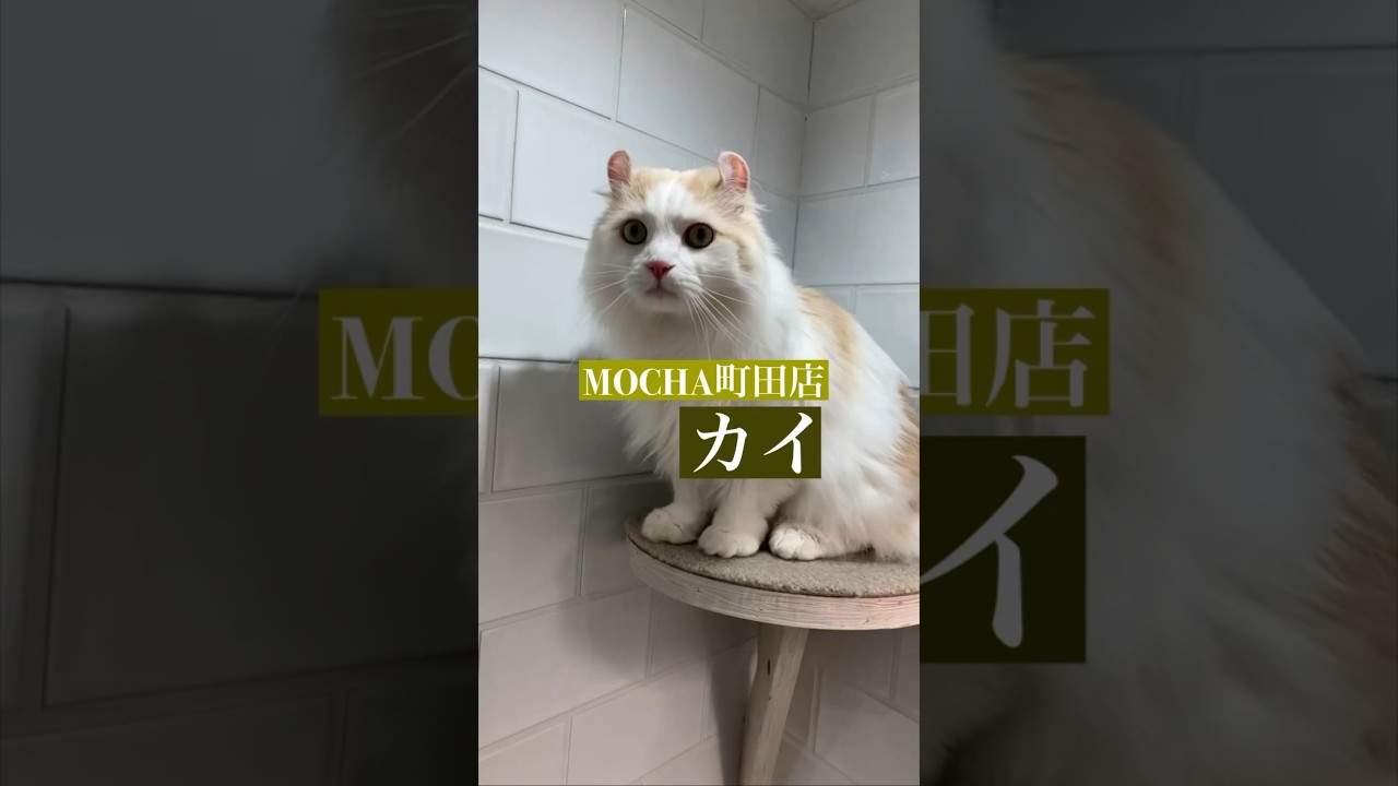 チョット猫カフェにゃんこ　🐱カイ🐱　(短足キンカロー♂)　#猫カフェモカ町田ジョルナ店　2023/9/19撮影　#cat　#ねこ 　#にゃんこ　#ねこカフェ