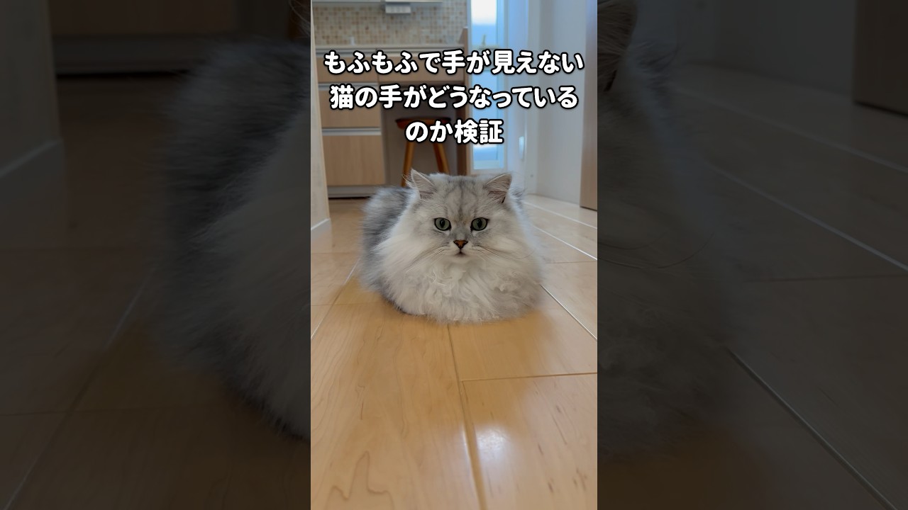 【検証】猫の手はどうなっているのか？ 【サイベリアン】 #Shorts