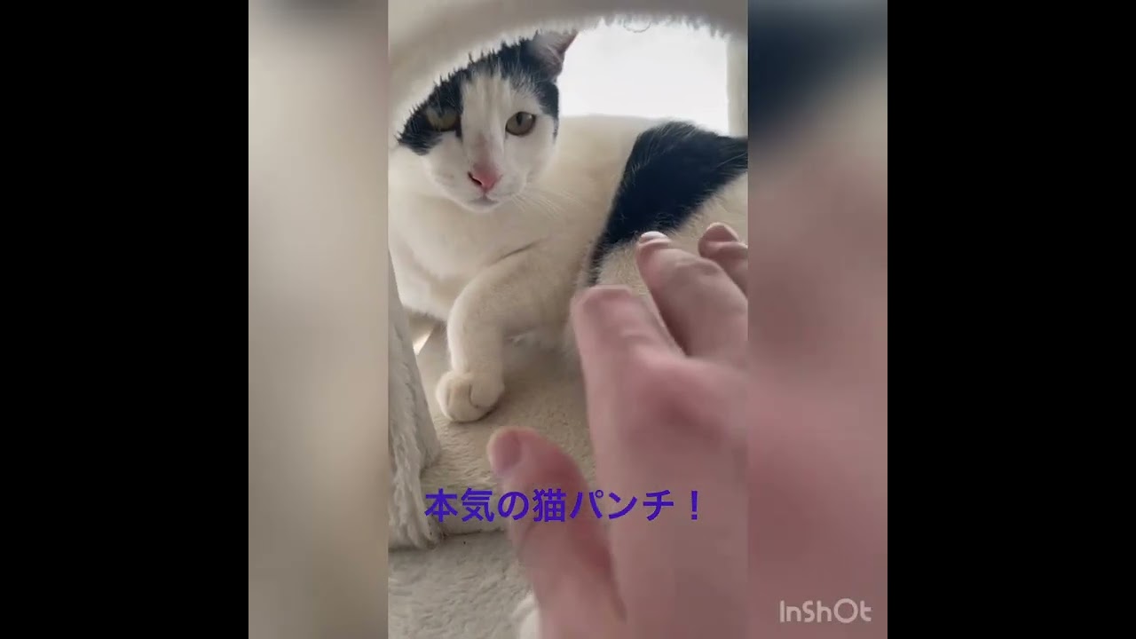 天敵！お兄ちゃんに本気の猫パンチ