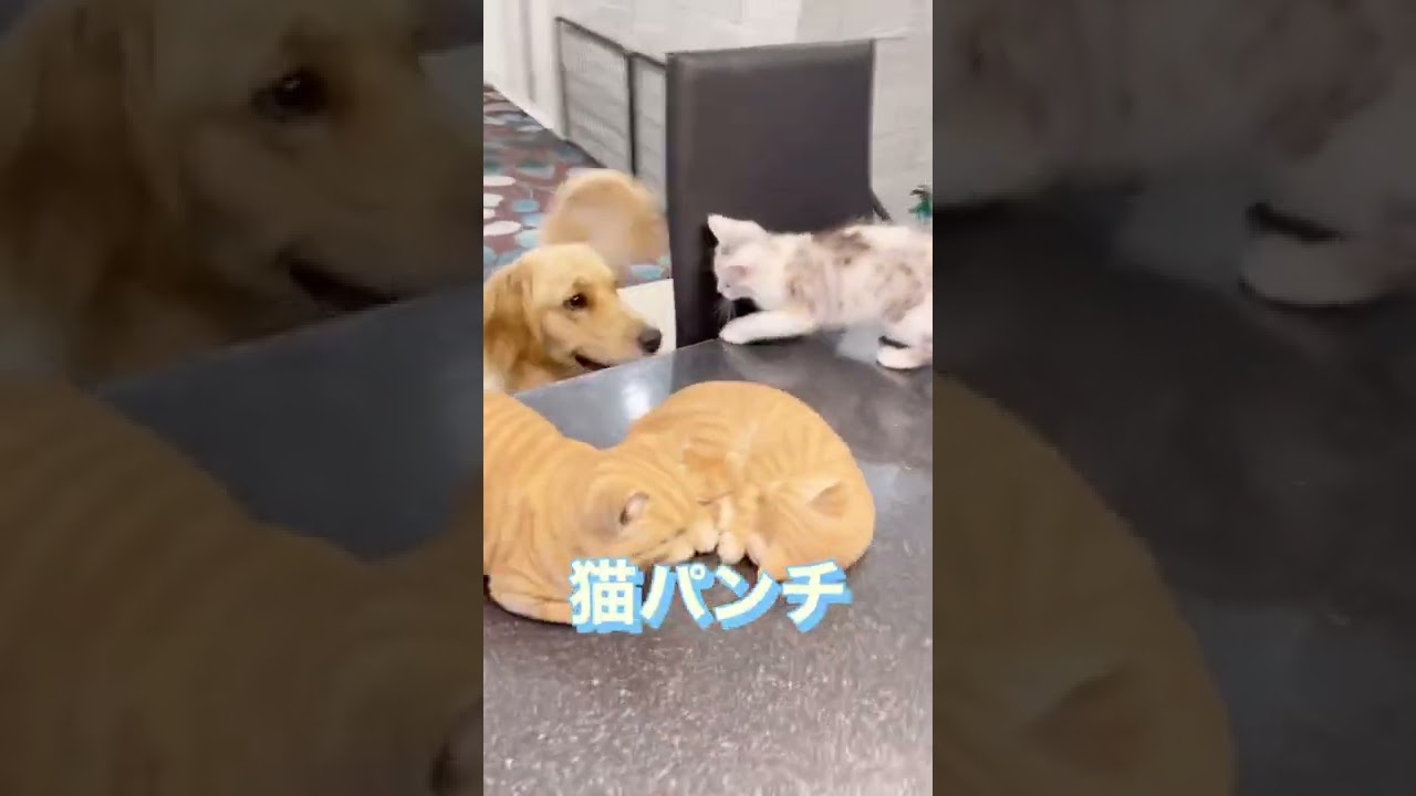 我が家にニャンコがやってきて3週間♪【ゴールデンとマンチカン子猫】#shorts