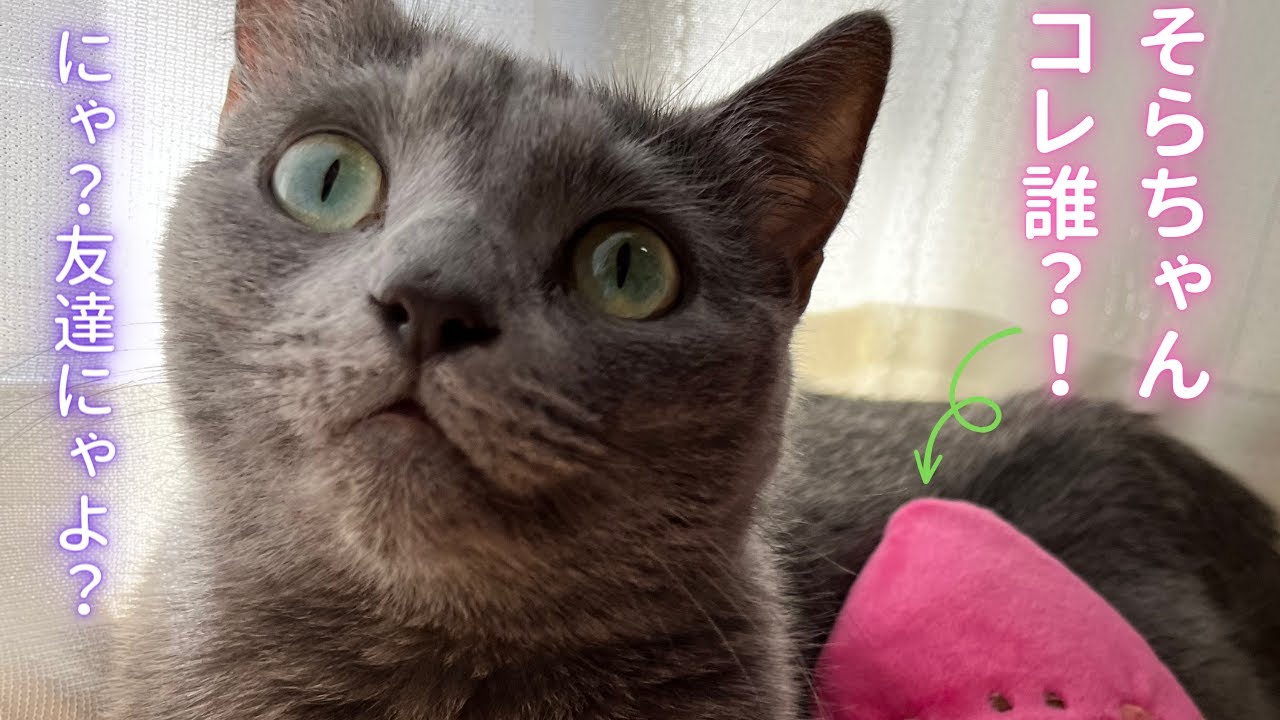 キュン❤️イケメンとお昼寝😻（ロシアンブルー）