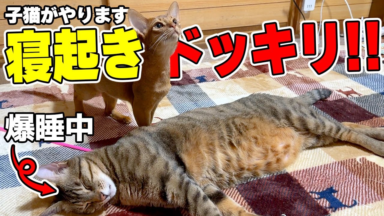 爆睡して起きない猫に子猫が恐ろしい寝起きドッキリを仕掛けましたwwww