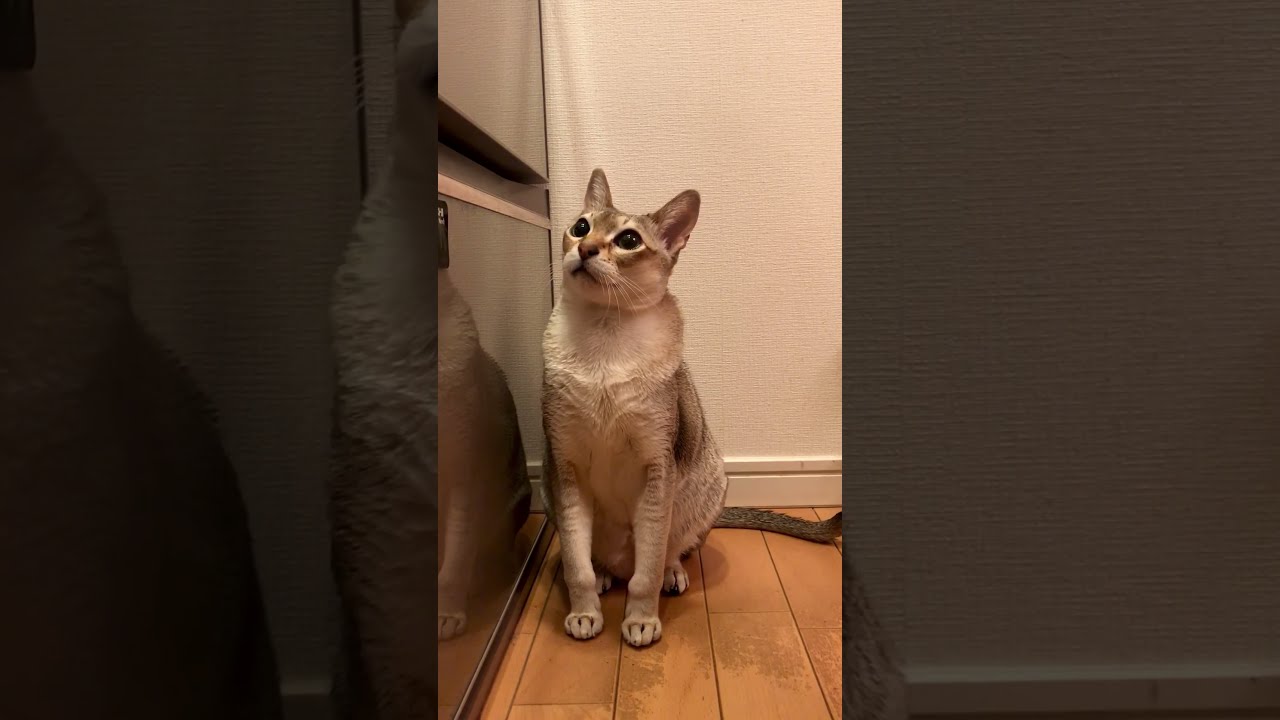 同居猫にペロペロされる前に大あくびしながら立ち去るたぬき猫なのにゃ♪#シンガプーラ #トンキニーズ #cat #たぬき猫