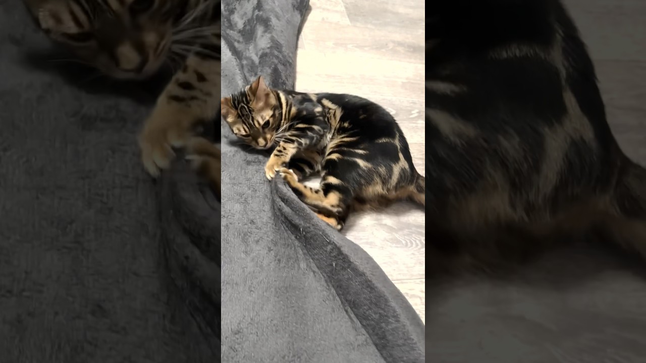時々凶暴化するねっこ【子猫】#shorts #cat #ベンガル
