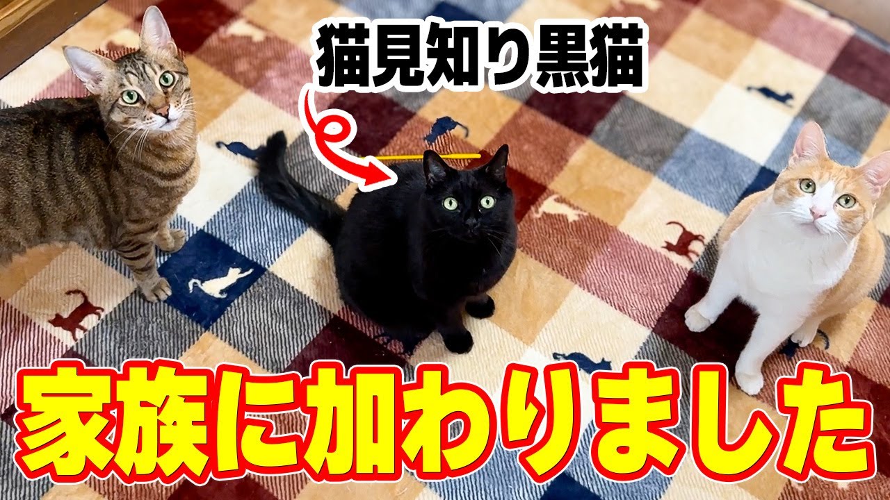 猫見知りすぎる黒猫がいつの間にかうちの家族に加わっていました…！