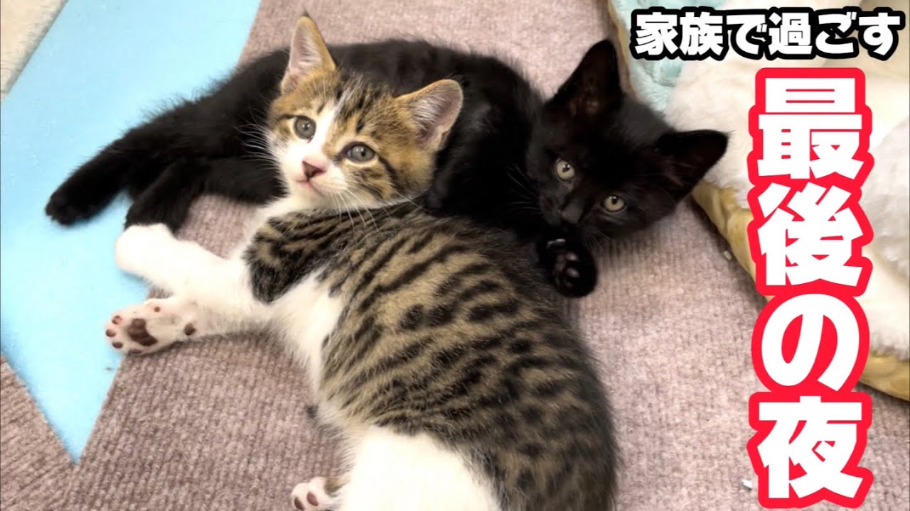 明日子猫が旅立ちます。ママと子猫4匹の家族で過ごす最後の夜…