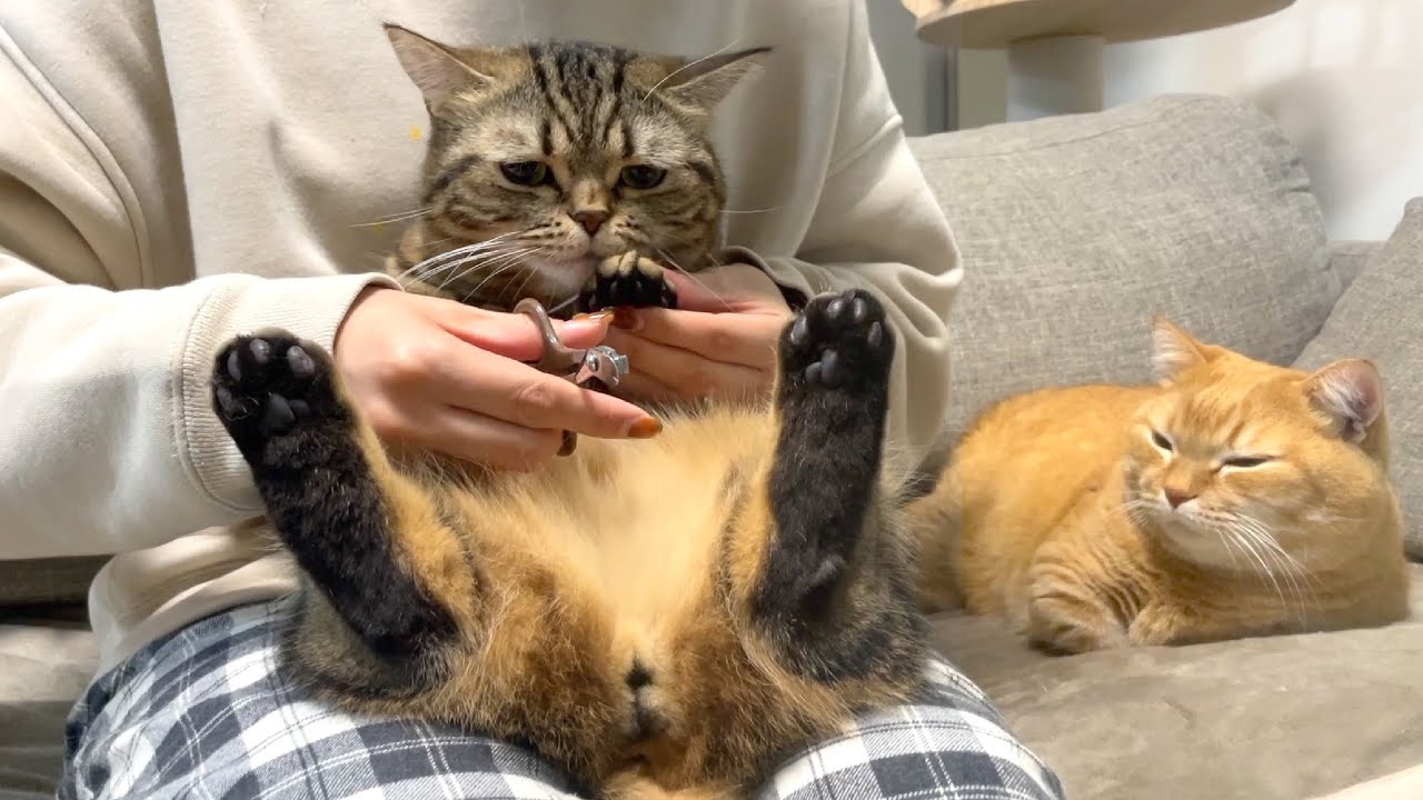 弟の爪切りを他人事のように見守る兄猫