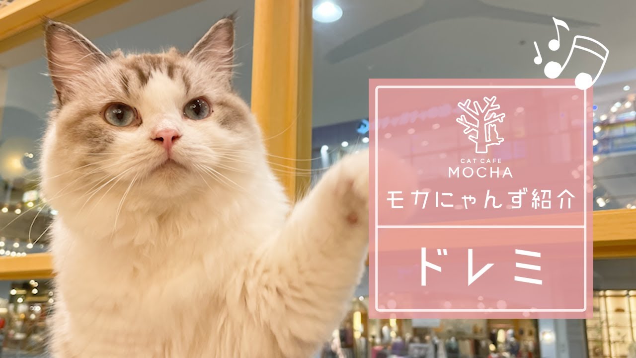 ドレミ（ラグドール♀）福津店