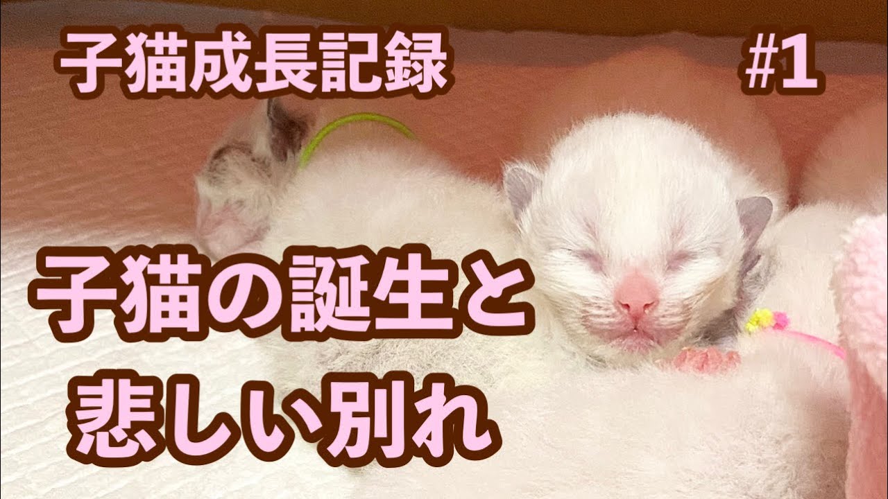 【子猫成長記録】Part 1 ラグドールの出産 生後3日で子猫が天国へ旅立ちました…