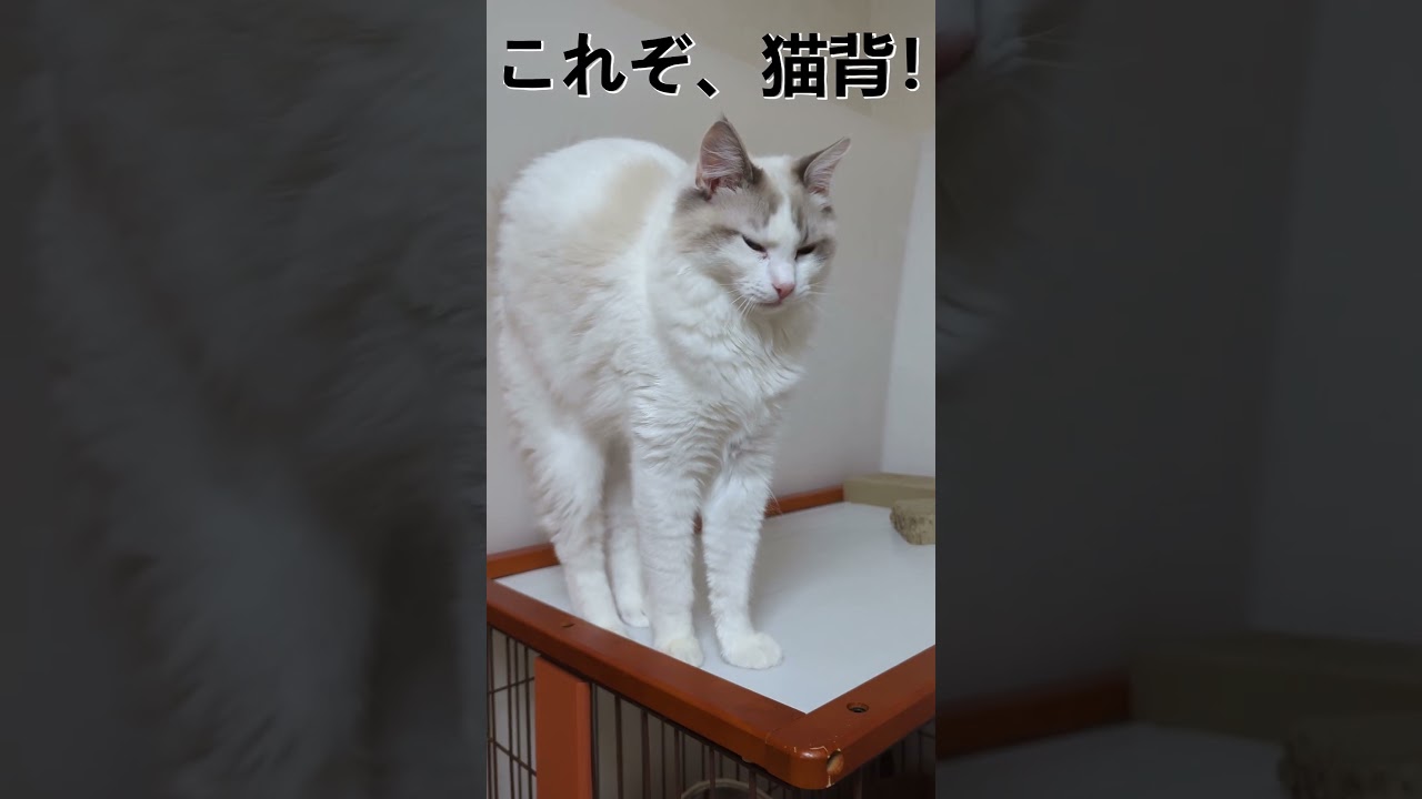これぞ、猫背‼#ラグドール #ブルーポイントバイカラー #ragdoll  #kitty #ねこ#こねこ #おもしろ