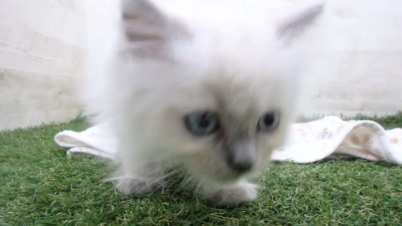 Coo&RIKU　No00655722 ヒマラヤン