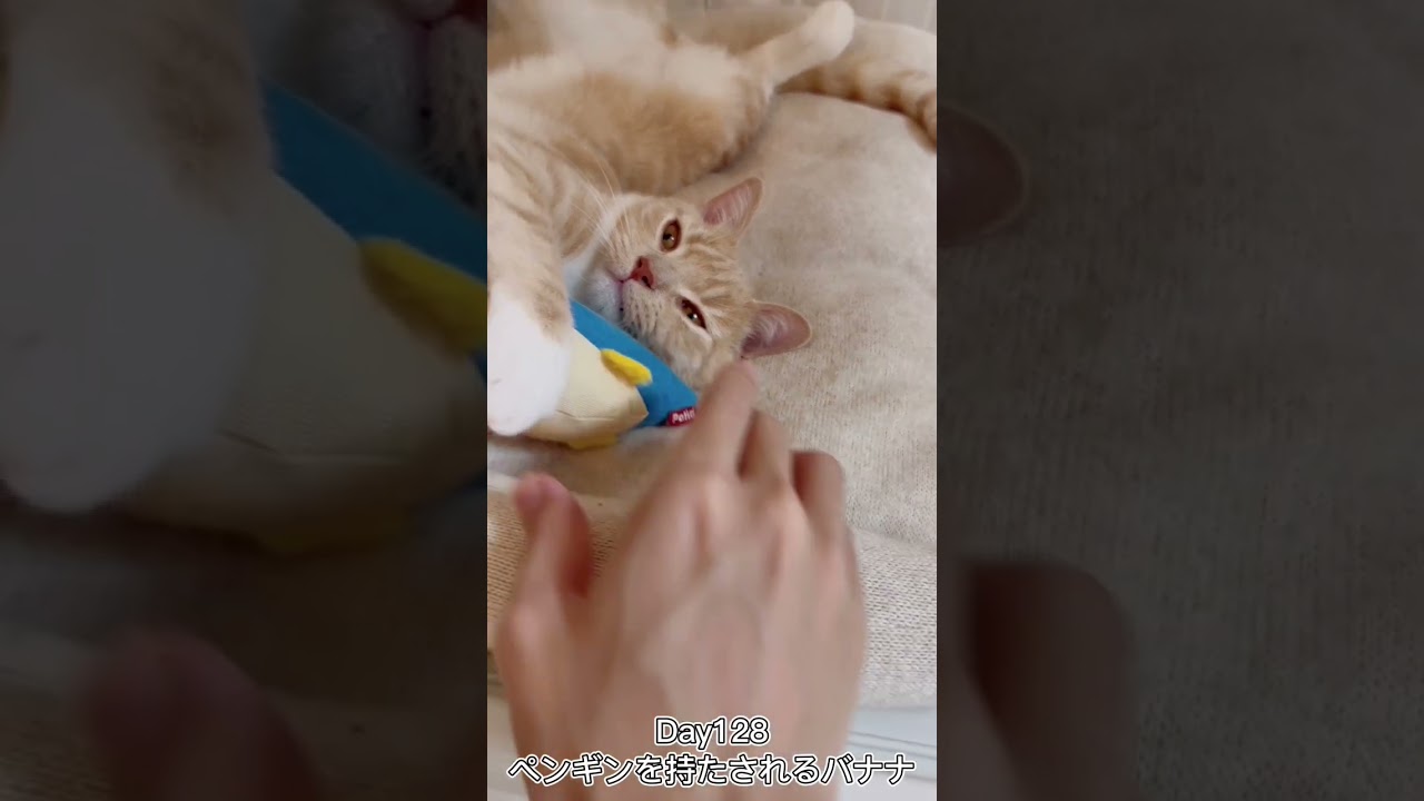 ペンギンを持たされるバナナ #shorts #猫 #子猫 【マンチカン×サイベリアン】