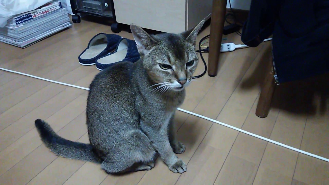 アビシニアン　我が家のおじいちゃん猫「そろそろ寝る時間ですよ」