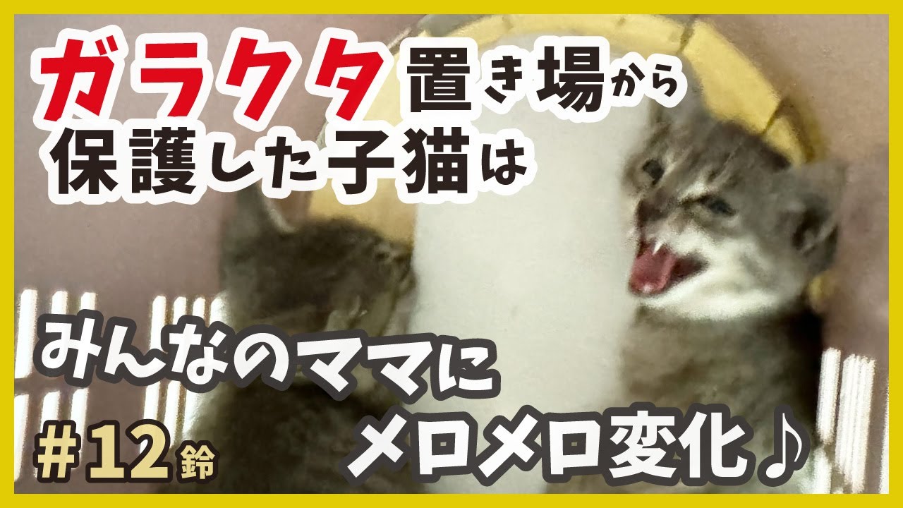 【子猫 保護 ガラクタ山】威嚇っ子も変身！みんなのママにメロメロになる新入り子猫が可愛い。 【りんりん姉妹・鈴12】/ silver kitten