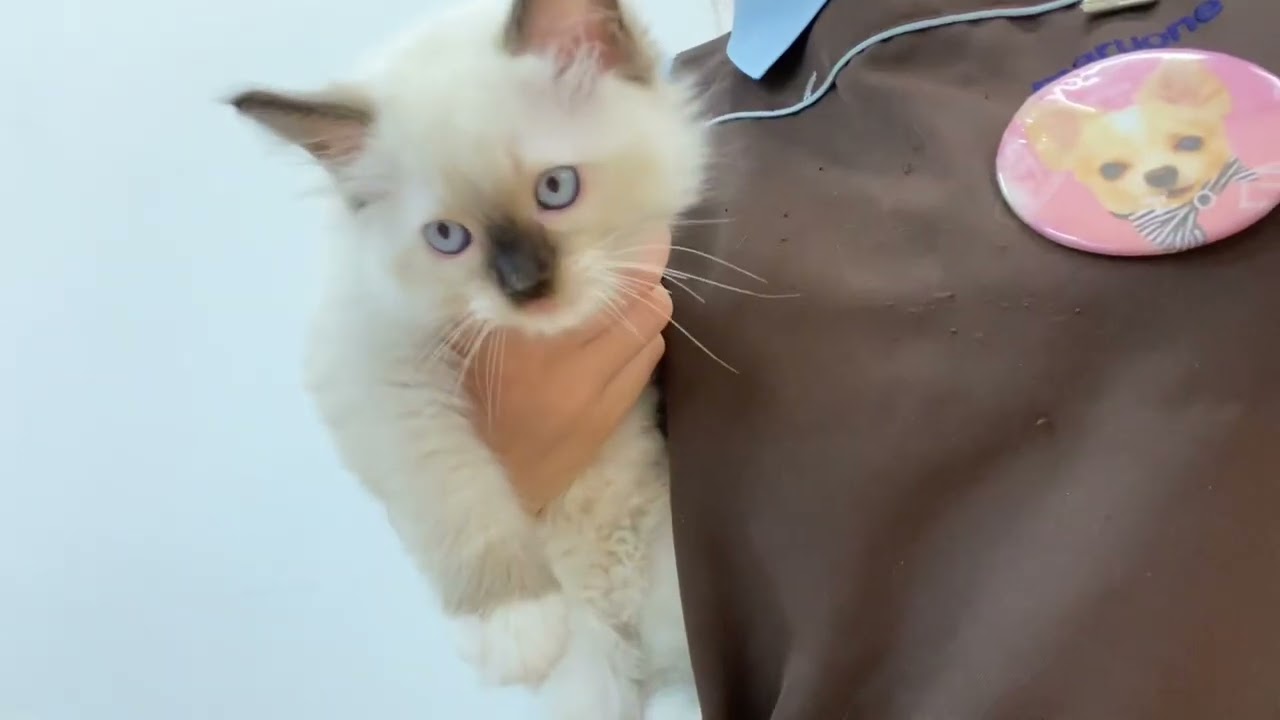 【 ラグドール 】シールポイントミテッド！温厚！甘え上手の男の子！