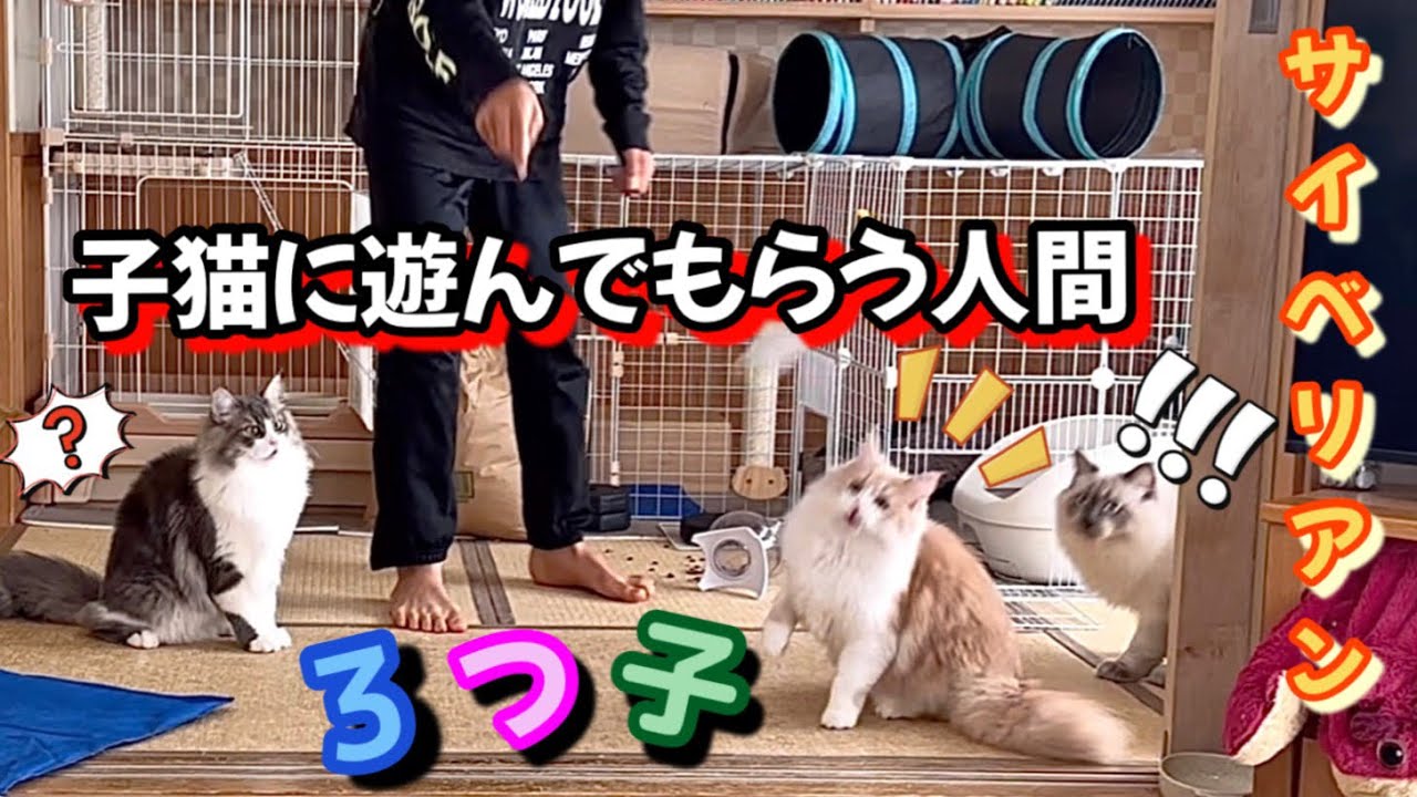 猫様に遊んでもらう息子　3つ子のサイベリアンはドリフトで騒がしい（嬉しい）This is my son playing with a kitten. もふもふのサイベリアン