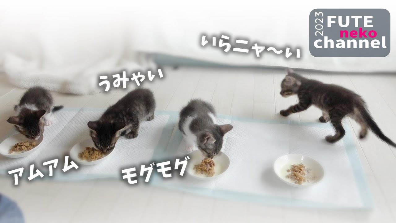 腹ペコだった子猫のご飯に落ち着きが出てきました【保護子猫】