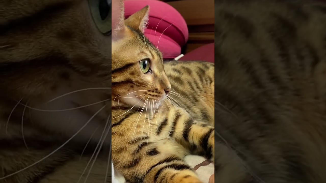 ベンガル猫　#shorts