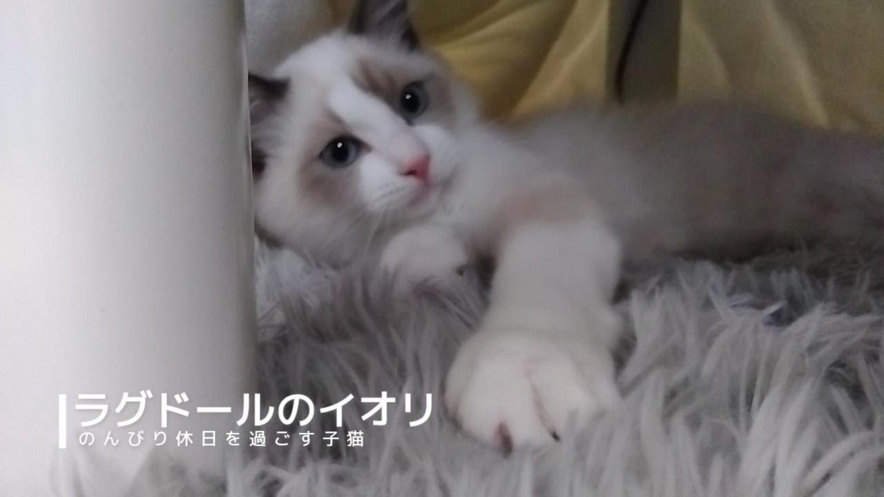 【ラグドール】のんびり休日を過ごす子猫