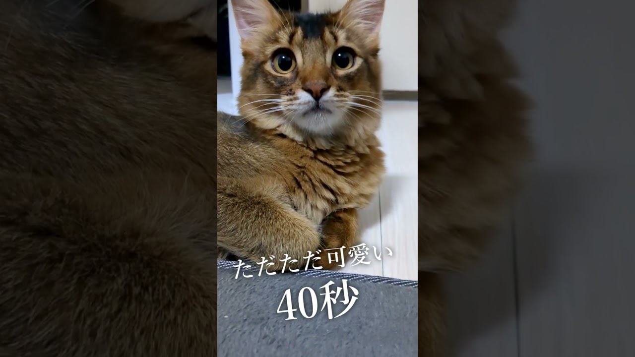 ただただ可愛い40秒🐱#猫 #cat #고양이 #cat #ソマリ