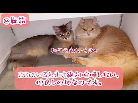 【アメリカンカール・ソマリ】猫ってどこで寝る？どんなポーズで寝るの？？