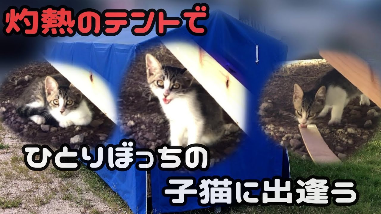 突然、目の前に迷子の子猫が現れたらどうする？【保護猫】
