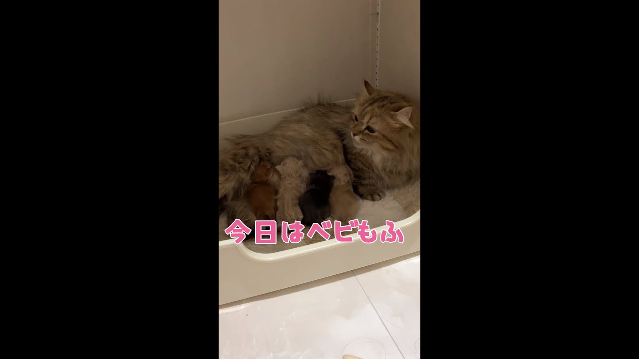 【今日もふ】キンカロー子猫さん生後3時間【2022年11月7日】