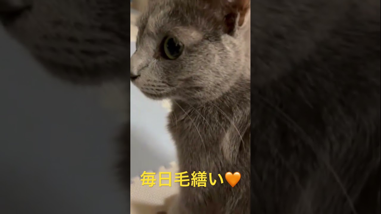 毎日そらちゃん毛繕いライフ（ロシアンブルー）#shorts