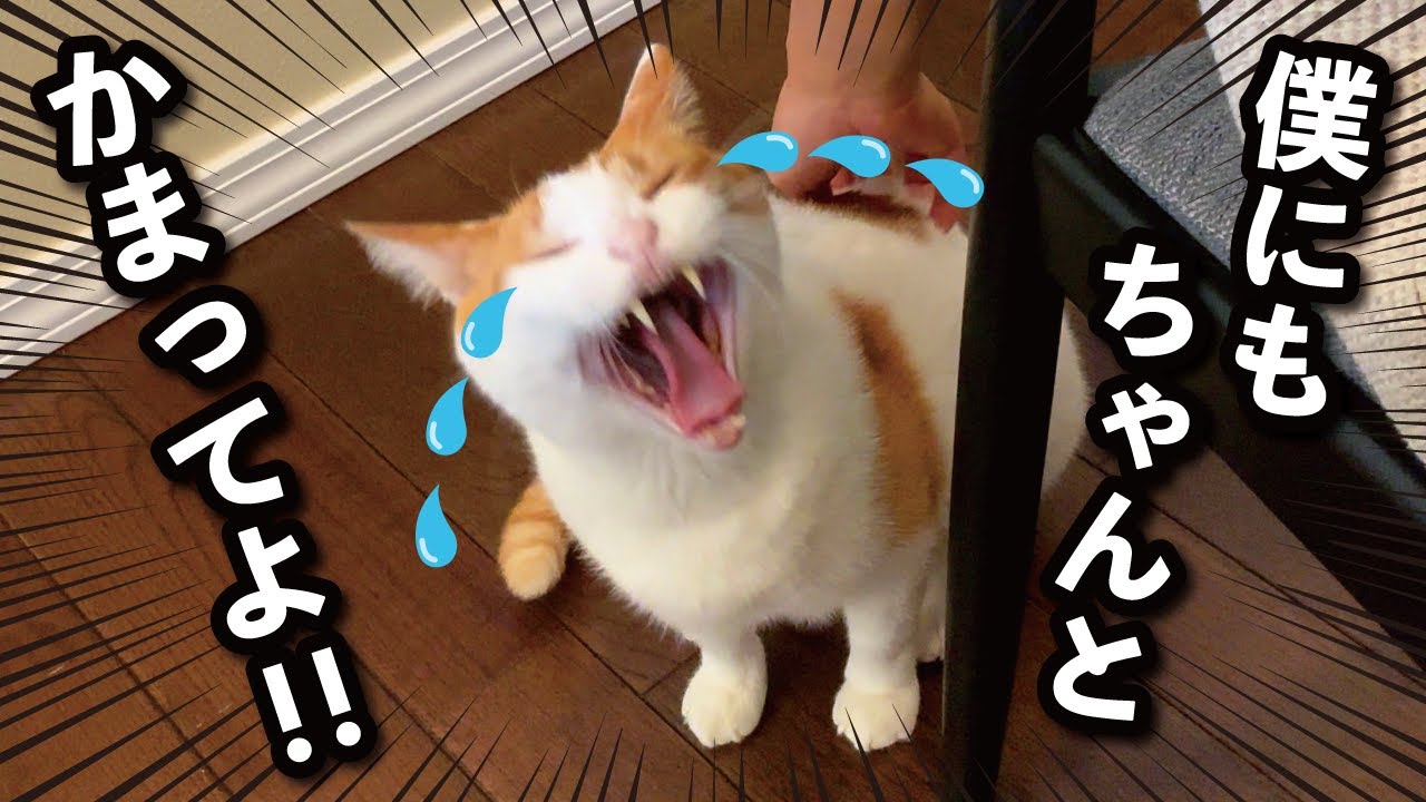 【甘えんぼ猫】嫉妬…？ママが別猫の名前を呼んだらブチキレる猫