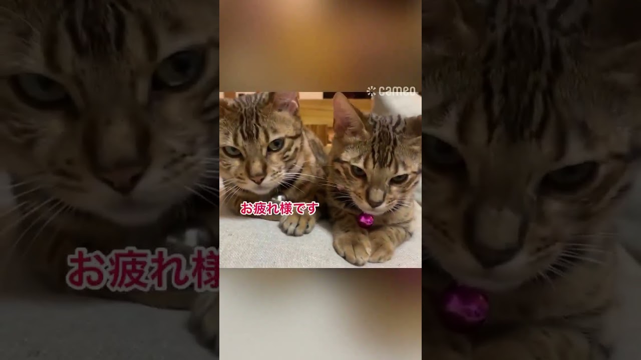 リクエストムービー（cameo）