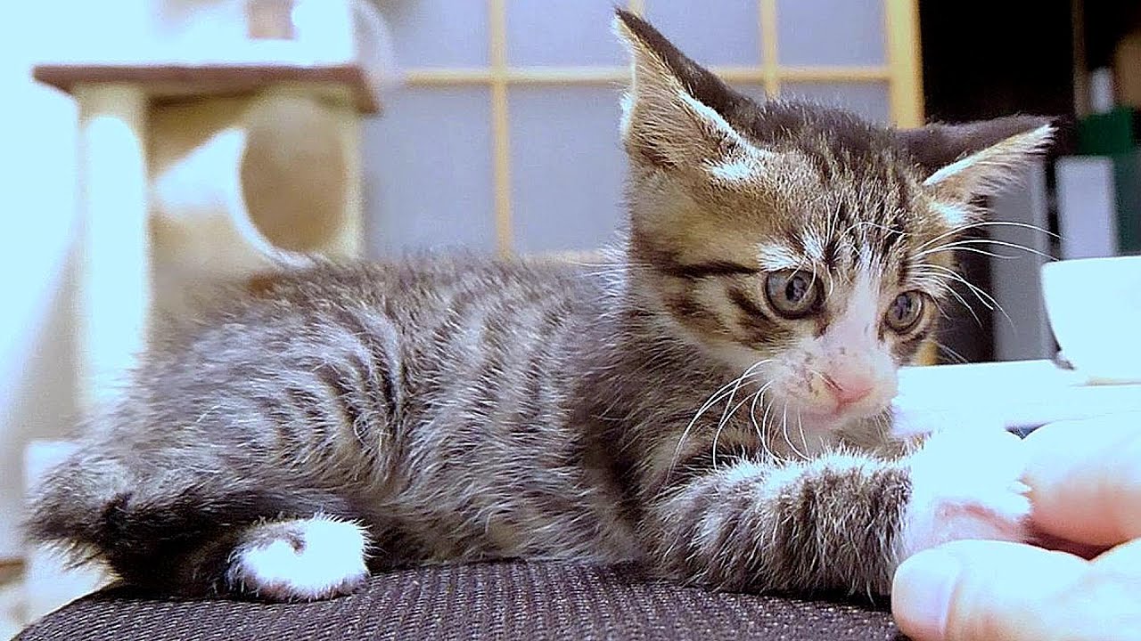 子猫の肉球を堪能しようとしたら怒られてしまいました【赤ちゃん猫　保護猫】