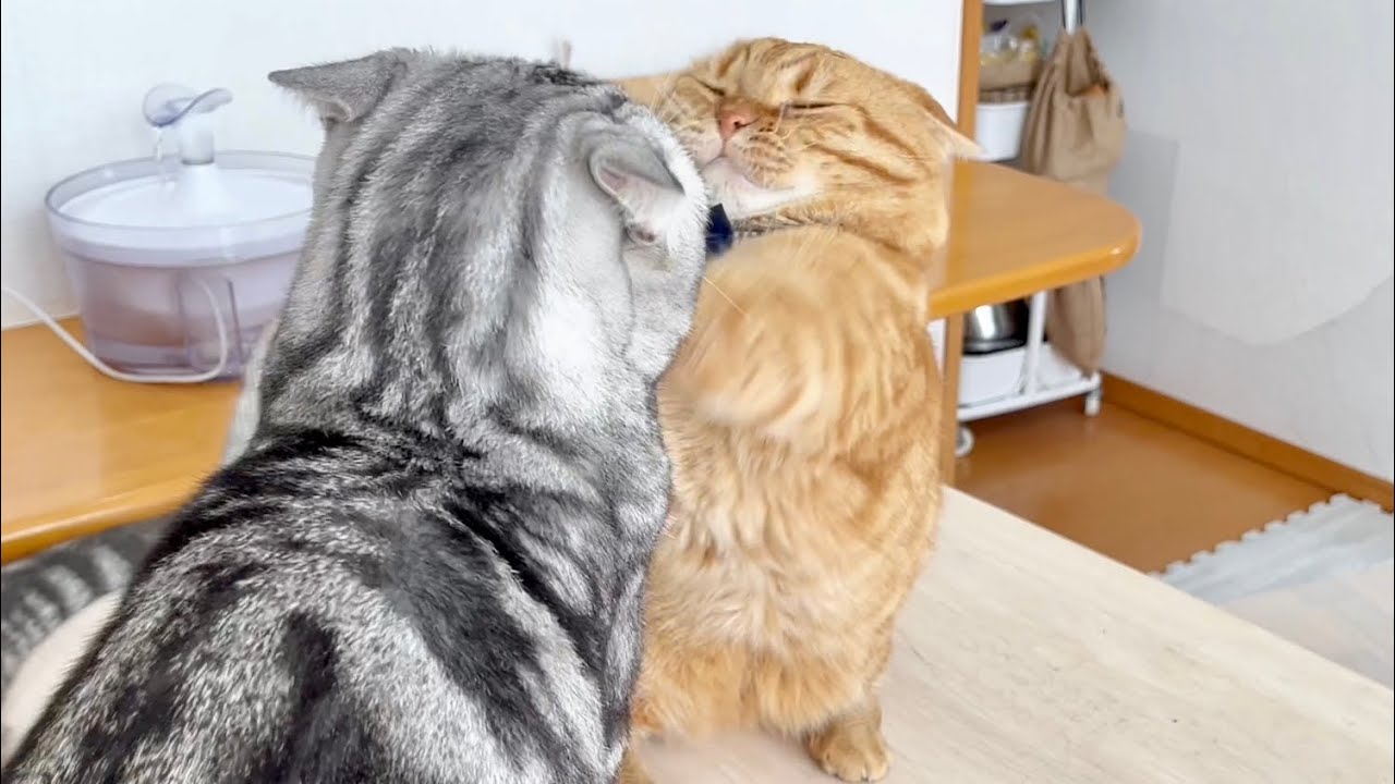 ぐるぐるパンチをするパパ猫を優しくたしなめる息子 #猫 #マンチカン