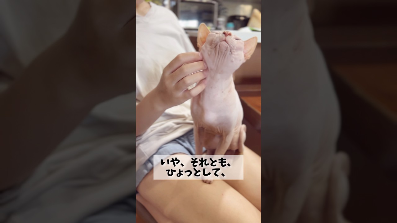 スフィンクス猫がなでなで攻撃されると？