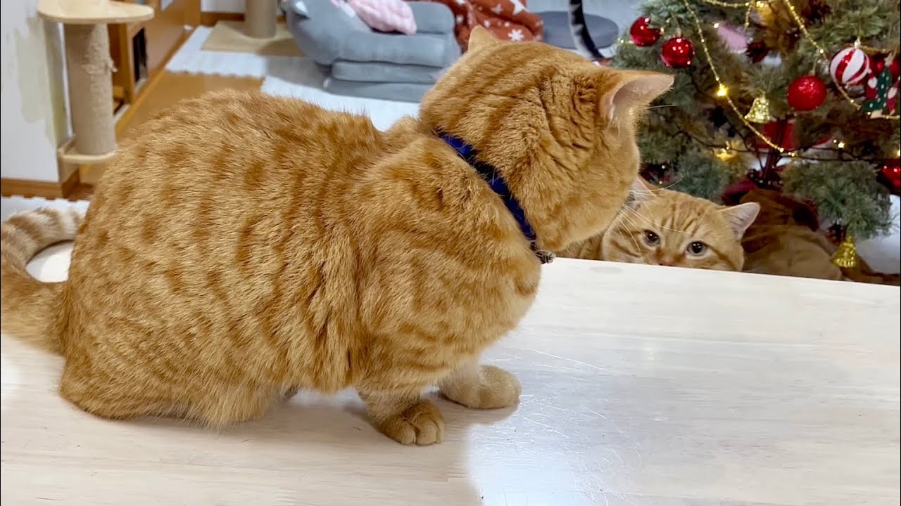 ぽちゃくんが机の上にあがろうとするのを邪魔する茶々パパ #猫 #マンチカン