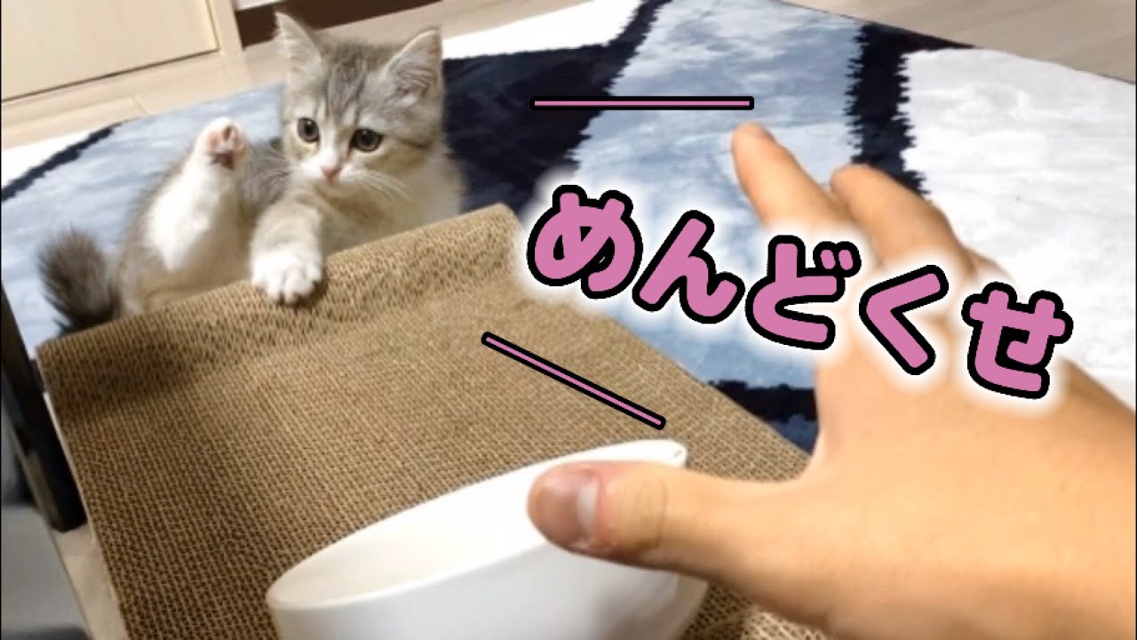 子猫に完全に興味を失われた、悲しい飼い主がこちら…【スコティッシュフォールド】