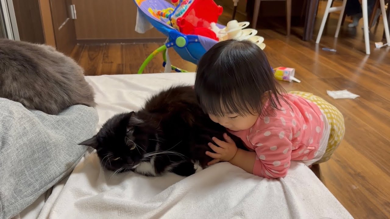2歳児の抱っこを許し始めた猫　ラガマフィンA cat who has started to let you hold him. Ragamuffin