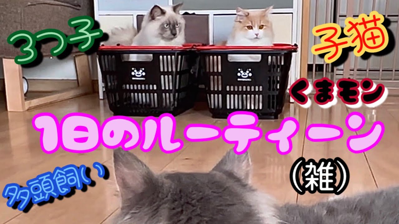 1日の適当なルーティーン　もふもふのサイベリアンの3つ子