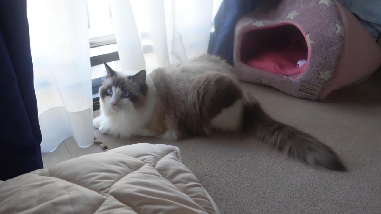 【ラグドール】ニャルソックの邪魔をされたくない猫がこちら