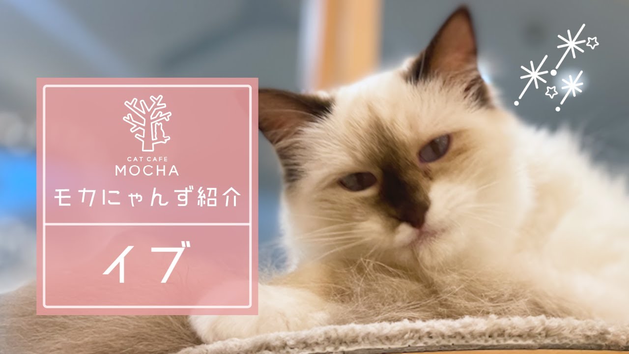 イブ（ラグドール♀）甲府昭和店