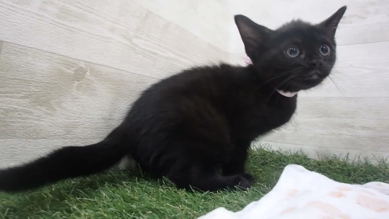 Coo&RIKU　No00650089 ボンベイ