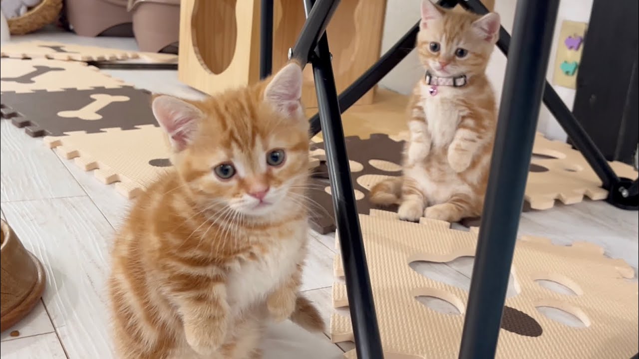 マンチカン立ちしまくる子猫たちがかわいすぎる💓