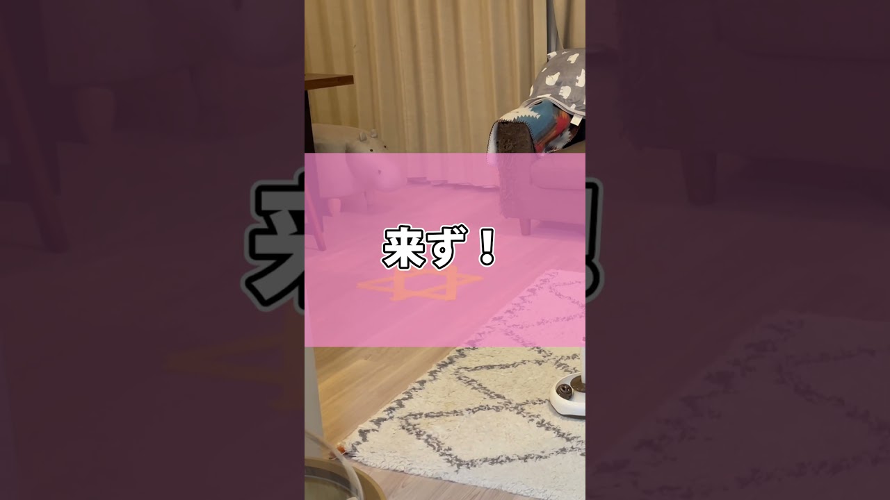 テープで魔法陣を作ったら猫さんは入る？入らない？ #shorts #猫 #アビシニアン